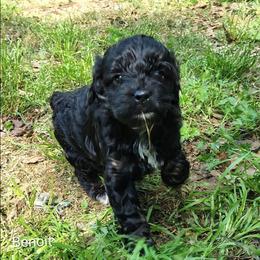 Benoit - Black and white male Cockapoo puppy in Sunset, Louisiana from Cano Cockapoos