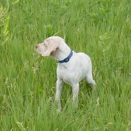 Braque du Bourbonnais Puppies from Rufnit Kennels, LLC