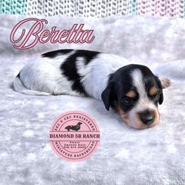 BERETTA - Piebald female Dachshund puppy in Columbia, Louisiana from Diamond 5R Ranch AKC & CKC Miniature Dachshunds