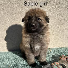 Sable Girl - Sable female German Shepherd puppy in Columbus, Mississippi from Olde Wolfe German Shepherds