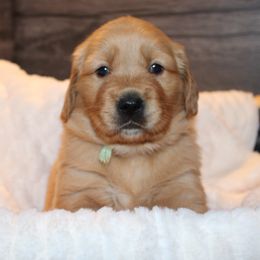 Golden Retriever Puppies from Studley Hill Goldens, LLC.