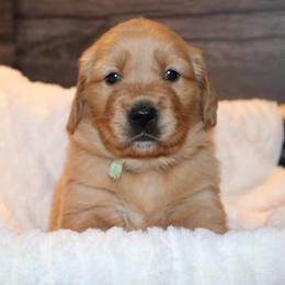 Golden Retriever Puppies from Studley Hill Goldens, LLC.