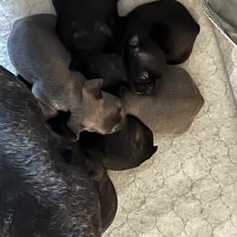 French Bulldog Puppies from Ayala’s