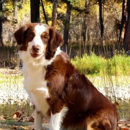 Miniature American Shepherds from 2k Kennels