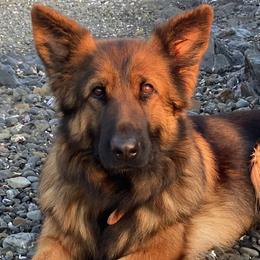 German Shepherds from Faith Shepherds