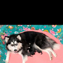 Stormi - Pomsky