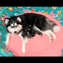 Stormi - Pomsky