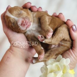 Cornbread - Red  male Goldendoodle puppy in Naples, Florida from Paradise Coast Doodles