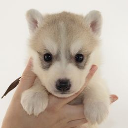 Nulo (Brown) - Delivery Available - Gray and white male Siberian Husky puppy in Los Angeles, California from Limitless Huskies