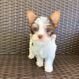 Peanut - Parti male Yorkshire Terrier puppy in Florence, Alabama from Yorkies of Forest Creek