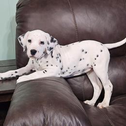 Ember - White and black female Dalmatian puppy in Livonia, Missouri from Buttonridge Dalmatians