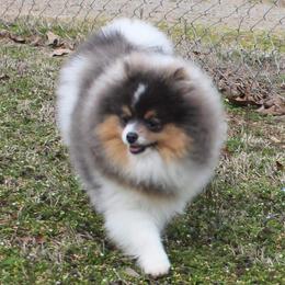 Cowboy - Pomeranian