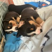 Entlebucher Mountain Dog Puppies from Ironclad
