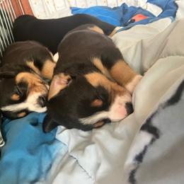 Entlebucher Mountain Dog Puppies from Ironclad