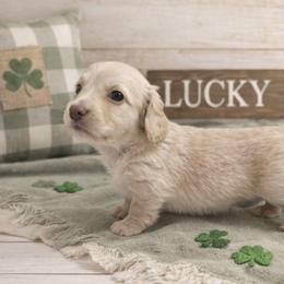 Cream Male - Pet Only - Limited AKC - Cream male Dachshund puppy in Nashville, Tennessee from Farmhouse Sausages - Located in TN delivers all over US including California