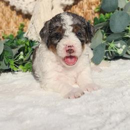 Lizzy - Merle female Bernedoodle puppy in Dothan, Alabama from Farquharson's Poodles&Doodles