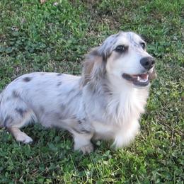 Ace - Dachshund
