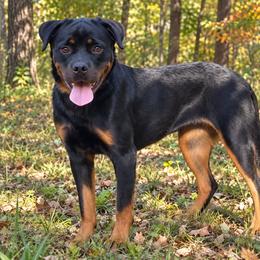 Eleven - Black and mahogany female Rottweiler puppy in Industry, Illinois from KDKs Kennels