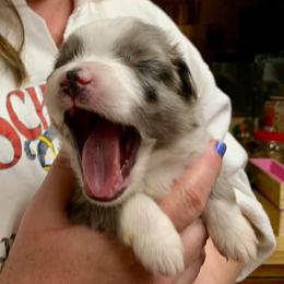 Miniature Australian Shepherd Puppies from Rowdy Ranch Tx