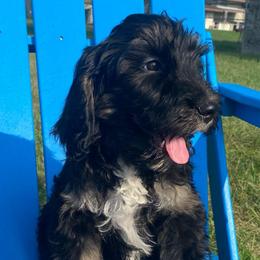 Bella - Tri-color female Bernedoodle puppy in Battle Creek, Michigan from T-Rose’s Bernedoodle & Pomsky Puppies
