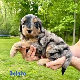 Gelato - Merle male Bernedoodle puppy in Midland, Michigan from Northern Charm Farm
