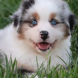Australian Shepherds, Miniature Australian Shepherds, and Poodles from Sassy Lil Aussies and Diamond W Poodles