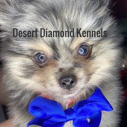 Dachshund and Pomeranian Puppies from Desert Diamond Kennels