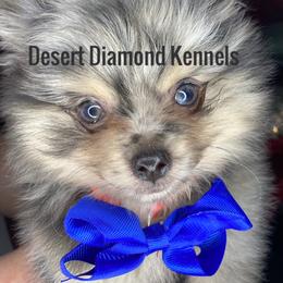 Dachshund and Pomeranian Puppies from Desert Diamond Kennels