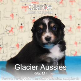 Clarice - Black tri-color female Australian Shepherd puppy in Kila, Montana from Glacier Aussies