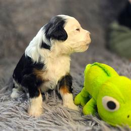 Moose - Tri-color male Bernedoodle puppy in Mc Gaheysville, Virginia from Doting Doodles