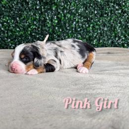 Pink girl - Merle female Bernedoodle puppy in Modesto, California from Two Doods Doodles