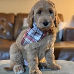 Gingerbread (Brown Collar) - Cream male Goldendoodle puppy in Bay City, Texas from Charming Doods