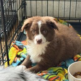 Chase - Red & white male Miniature Australian Shepherd puppy in Reidsville, North Carolina from Cherry Grove Kennel