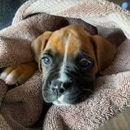 Boxers from Guardian Kennels