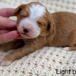 Light blue collar boy - Red male Bernedoodle puppy in Colorado Springs, Colorado from Mercy Mountain Bernedoodles