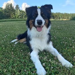 Tiger - Australian Shepherd