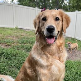 Golden Retrievers from Mishka's Minions