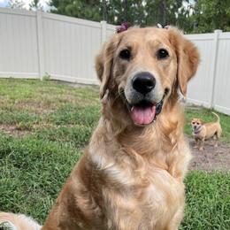 Golden Retrievers from Mishka's Minions