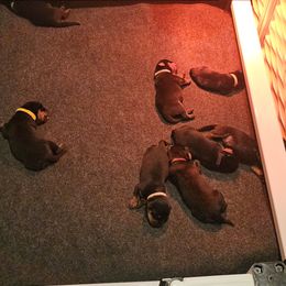 Rottweiler Puppies from Vom Uberlegenen Rottweilers