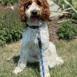 Tucker - Goldendoodle