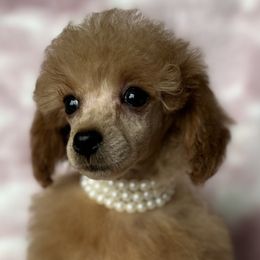 Poodle Puppies from Poodles in the Garden