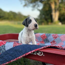 Great Dane Puppies from Oak View Danes