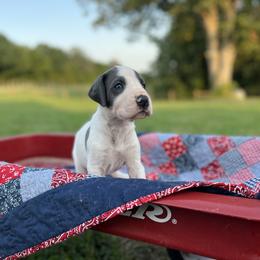 Great Dane Puppies from Oak View Danes