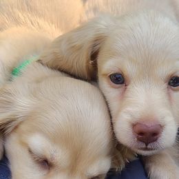 Dandy - Cream Dachshund puppy in Coeur D Alene, Idaho from Discovery Dachs