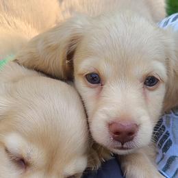 Dandy - Cream Dachshund puppy in Coeur D Alene, Idaho from Discovery Dachs