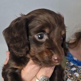 Lola's chocolate and tan longhair girl - Chocolate and tan female Dachshund puppy in Declo, Idaho from Dozendachs