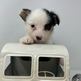 Elsa - Black and tan female Pembroke Welsh Corgi puppy in Waco, Texas from The Comma Corgis