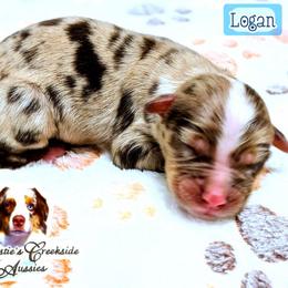 Logan - Red merle male Miniature Australian Shepherd puppy in Punta Gorda, Florida from Christie's Creekside Aussies