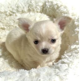 JACK - Cream and white male Chihuahua puppy in Richmond, Virginia from Bayberry Chihuahuas