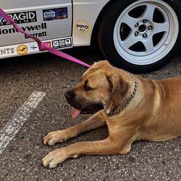 Boerboels from On The Peak Boerboel